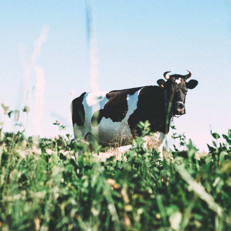 Eine Kuh, in mitten eines grünen Felds